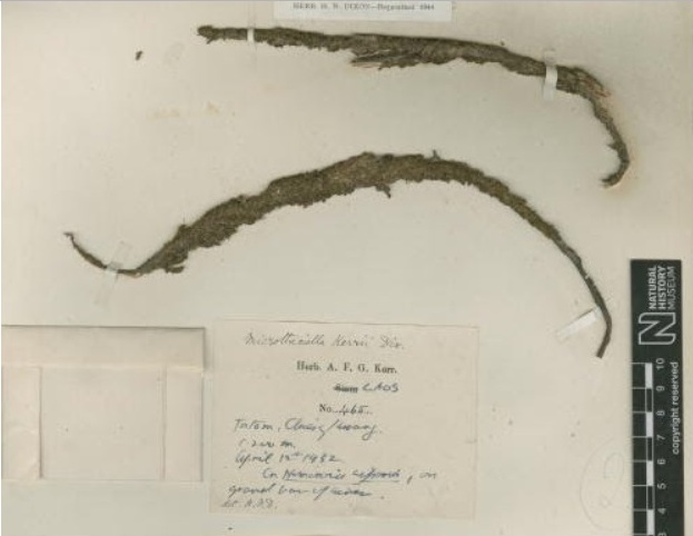 Представитель Семейства Microtheciellaceae
